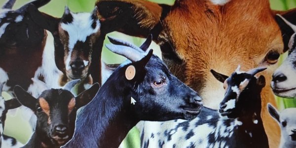 Bezoek Thomas More Geel